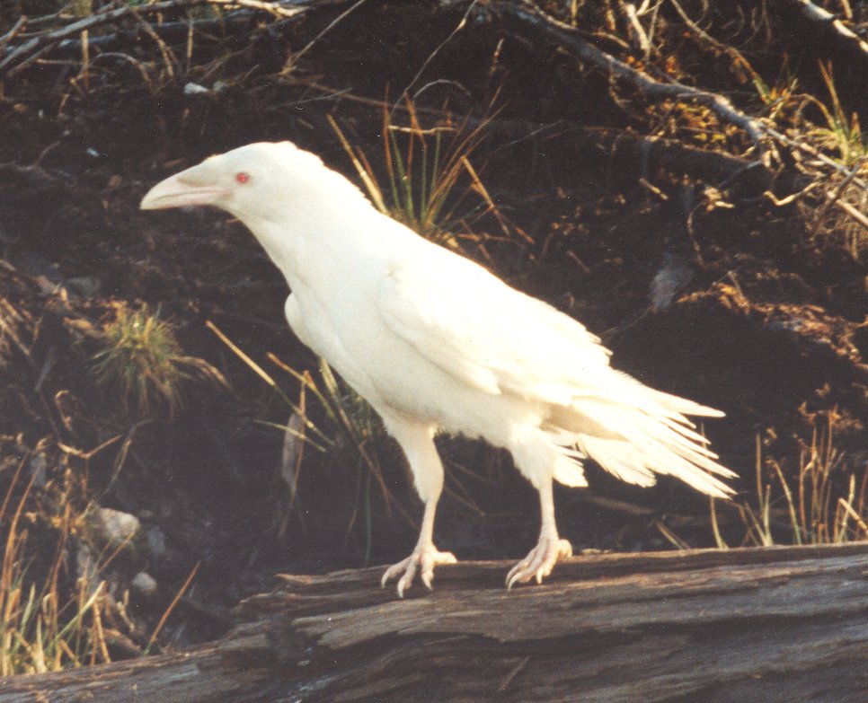 Птица объявится белая ворона. Грач альбинос. Белая ворона альбинос. Ворон альбинос. Особь альбинос "белая ворона".