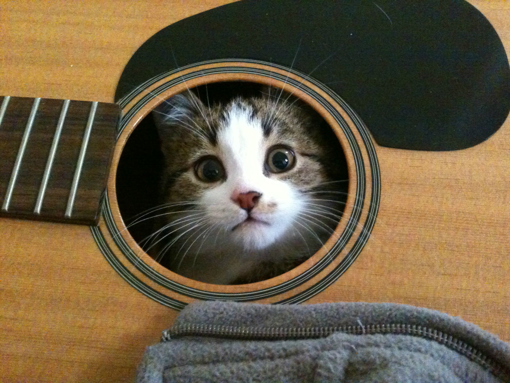 Песня веселая кошка. Кот с гитарой. Котики с музыкальными инструментами. Котик с гитарой. Гитара "котенок".